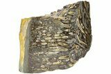 Polished Fossil Teredo (Shipworm Bored) Wood - England #206445-2